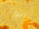 Дрожжи спиртовые для биоэтанола Еноферм С2, Oеnoferm C2, 1 кг